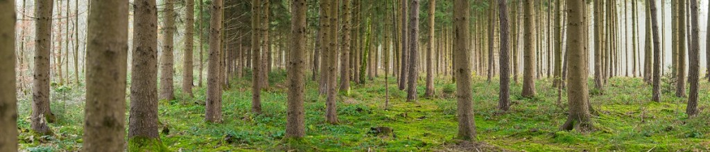 Misty Forest Panorama